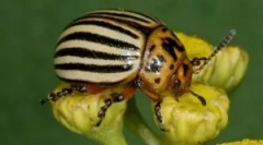 Colorado beetle a jeho larvy: popis a poškodenie