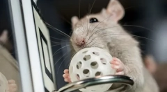 Príkazy a triky na obliekanie potkanov, ako trénovať