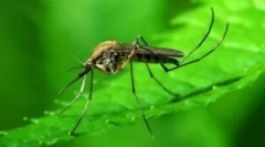 Komar obyčajný: popis a vzhľad