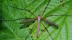 Mosquitoes diagonals: popis a funkcie