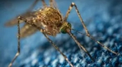 Komáre ako nosiče ochorenia