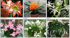 Houseplants nebezpečný pre mačky