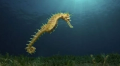 Druh morskej ostnatej