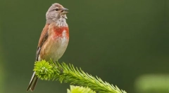 Linnet