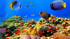 Coral reefs a ich obyvatelia