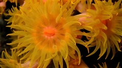 Korály - rastliny alebo zvieratá?