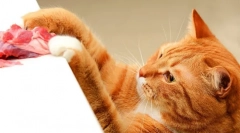 Food almo príroda pre mačky: vlastnosti a spätná väzba pre zvieratá