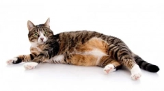 Krmivé kopce pre mačky: podrobný prehľad o diéte a jeho špecifickosti