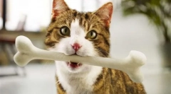 Feed perfect fit - balanced home pet diéta