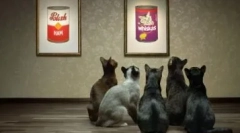 Ekonomické krmivá pre mačky