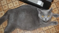 Kŕmenie a starostlivosť o tehotnú mačku