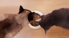 Kŕmenie mačiek s suchými potravinami: základné pravidlá