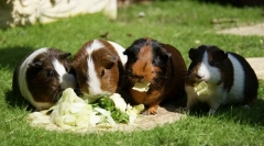 Kŕmenie morčiat z a na i