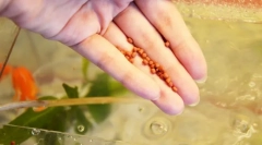 Kŕmenie rýb v akváriu