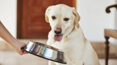 Kŕmenie dospelého psa