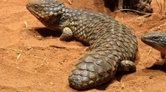 Nedotknuté scinting (shortwest)