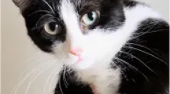 Shone-nepriateľskí potomkovia machcheckov - kinkoyloau