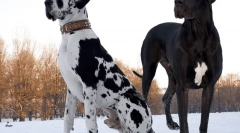 Krátkodobé plemená psov