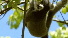 Mačacie lemur - najviac exotické primát