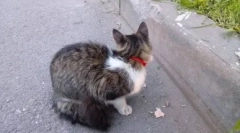 Mačací golier z a do