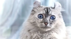 Cat american kerl (foto): priateľské domáce zviera s elegantnými ušami