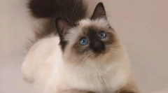 Cat balinsiyskaya (foto): dlhé vlasy príbuzných siamov