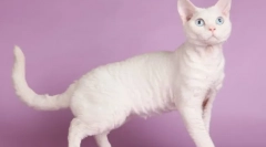 Cat devon-rex (foto): hravý pet a true friend