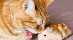 Mačka a škrečka v byte, môžu spriať priatelia alebo mačka bude jesť škrečka