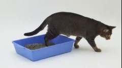 Mačka alebo mačka na nesprávnom mieste: vyučovacie metódy z škodlivého zvyku