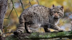 Mačka les kaukazský