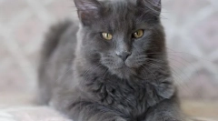 Cat nibelung (foto): smoky handsome man s dobrými správami