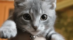 Mačka odomkne mačiatka fúzy: starostlivosť o potomstvo alebo skrytá agresia