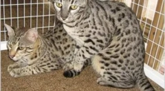 Safari cat: normy, charakter a vlastnosti starostlivosti