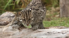Cat-rybár - majster podvodného lovu