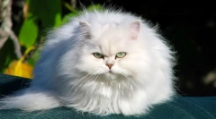 Chinchilla mačka (foto): toto nie je plemeno, je to elegantný strieborný opar vo farbe