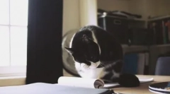 Mačka umytá: všetky hodnoty