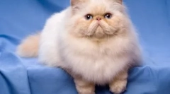 Cats-brakhicefali - špecifikácie plemien a vlastností obsahu