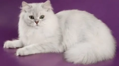 Mačky: popis všetkých plemien