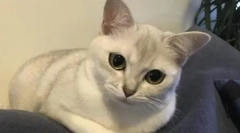 Mačky burmilla plemena - vzhľad, príroda a zvláštnosti