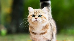 Mačky plemena mcchin (foto): kryty očarujúce priatelia