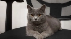 Mačky plemena metis: popis druhov a znakov