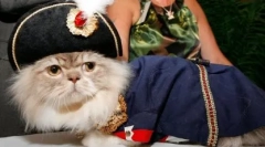 Mačky plemena napoleon