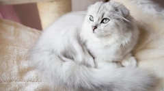 Mačky vzácnych plemien highland fold (long-haired scots)