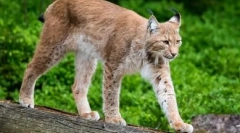 Mačky s dlhými nohami: grace a grace