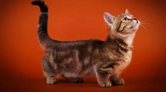 Mačky s krátkymi nohami (plemená)