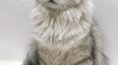 Mačky-kôry, alebo ktoré našuchorené domáce zvieratá sú najzlejším charakterom