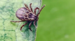 Oblek a iné opatrenia na ochranu pred kliešťami