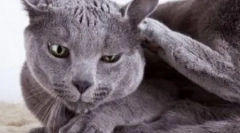 Mačka často otrasie hlavou a poškriabajú uši: čo robiť