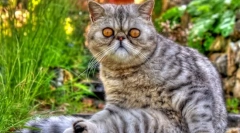 Cat eczot (foto): hračkárska mačka s hrubou vlnou