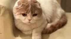 Cat lera kudryavtsevaya fofan: new star instagram